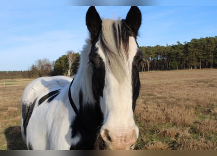 Cob Irlandese / Tinker / Gypsy Vanner, Castrone, 12 Anni, 146 cm, Pezzato