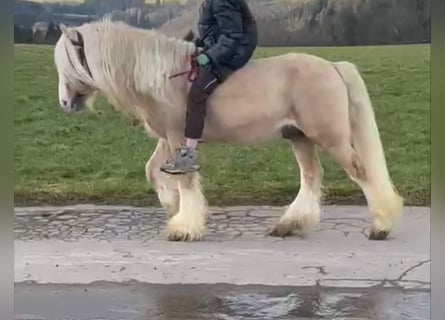 Cob Irlandese / Tinker / Gypsy Vanner, Castrone, 13 Anni, 138 cm, Cremello