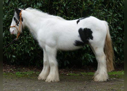 Cob Irlandese / Tinker / Gypsy Vanner, Castrone, 17 Anni, 133 cm, Pezzato