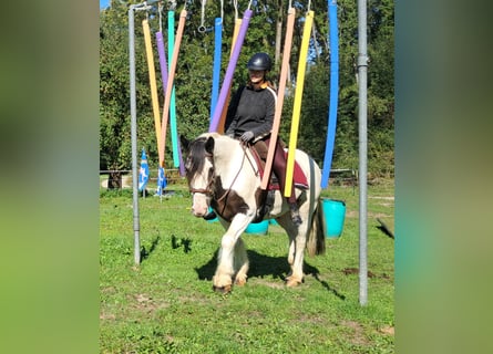 Cob Irlandese / Tinker / Gypsy Vanner, Castrone, 17 Anni, 150 cm, Pezzato