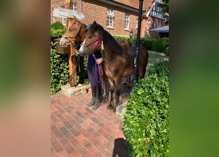 Cob Irlandese / Tinker / Gypsy Vanner, Castrone, 1 Anno, 145 cm, Baio