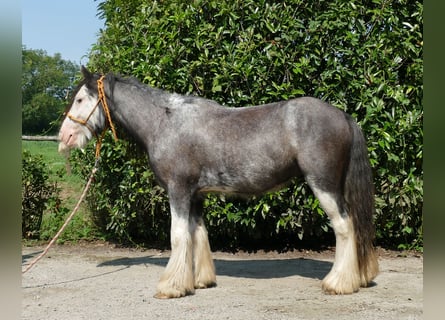 Cob Irlandese / Tinker / Gypsy Vanner, Castrone, 3 Anni, 133 cm, Grigio ferro