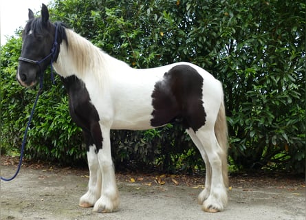 Cob Irlandese / Tinker / Gypsy Vanner, Castrone, 3 Anni, 154 cm, Pezzato