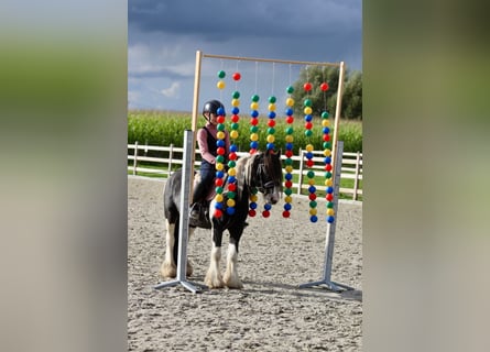 Cob Irlandese / Tinker / Gypsy Vanner, Castrone, 4 Anni, 120 cm, Pezzato