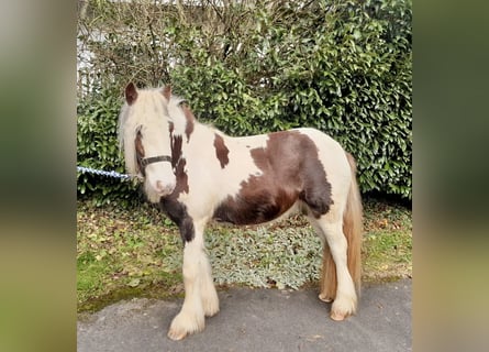 Cob Irlandese / Tinker / Gypsy Vanner, Castrone, 4 Anni, 123 cm, Pezzato