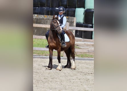 Cob Irlandese / Tinker / Gypsy Vanner, Castrone, 4 Anni, 125 cm, Baio