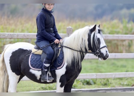 Cob Irlandese / Tinker / Gypsy Vanner, Castrone, 4 Anni, 125 cm, Pezzato