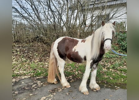 Cob Irlandese / Tinker / Gypsy Vanner, Castrone, 4 Anni, 125 cm, Pezzato