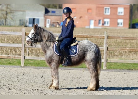 Cob Irlandese / Tinker / Gypsy Vanner, Castrone, 4 Anni, 127 cm, Roano blu