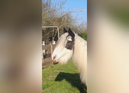 Cob Irlandese / Tinker / Gypsy Vanner, Castrone, 4 Anni, 130 cm, Pezzato