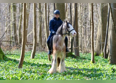 Cob Irlandese / Tinker / Gypsy Vanner, Castrone, 4 Anni, 130 cm, Roano rosso