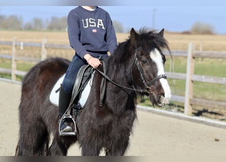 Cob Irlandese / Tinker / Gypsy Vanner, Castrone, 4 Anni, 135 cm, Morello