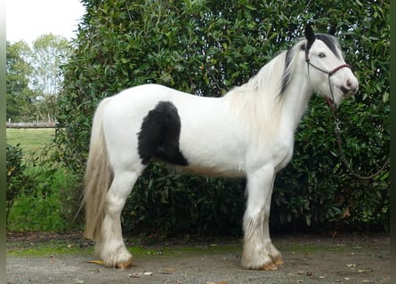 Cob Irlandese / Tinker / Gypsy Vanner, Castrone, 4 Anni, 137 cm, Pezzato