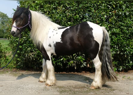 Cob Irlandese / Tinker / Gypsy Vanner, Castrone, 4 Anni, 138 cm, Pezzato