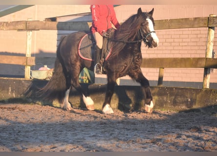 Cob Irlandese / Tinker / Gypsy Vanner, Castrone, 4 Anni, 145 cm, Morello