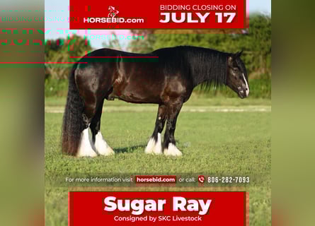 Cob Irlandese / Tinker / Gypsy Vanner, Castrone, 4 Anni, 150 cm, Morello