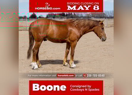 Cob Irlandese / Tinker / Gypsy Vanner Mix, Castrone, 4 Anni, Roano rosso