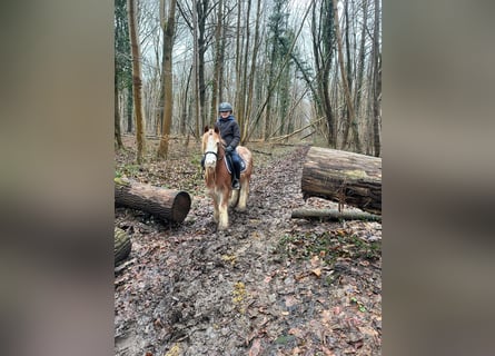 Cob Irlandese / Tinker / Gypsy Vanner, Castrone, 5 Anni, 121 cm, Overo-tutti i colori