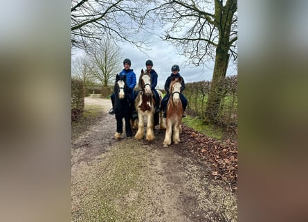 Cob Irlandese / Tinker / Gypsy Vanner, Castrone, 5 Anni, 134 cm, Pezzato