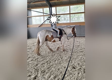 Cob Irlandese / Tinker / Gypsy Vanner, Castrone, 5 Anni, 145 cm, Pezzato