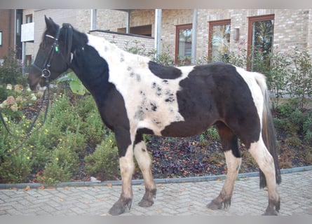 Cob Irlandese / Tinker / Gypsy Vanner, Castrone, 5 Anni, 153 cm, Pezzato