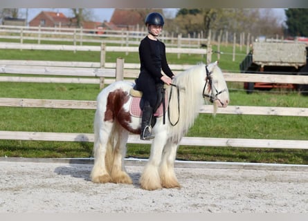 Cob Irlandese / Tinker / Gypsy Vanner, Castrone, 6 Anni, 120 cm, Pezzato