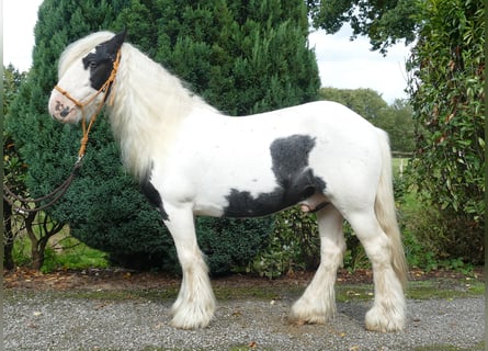 Cob Irlandese / Tinker / Gypsy Vanner, Castrone, 6 Anni, 125 cm, Pezzato