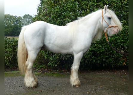 Cob Irlandese / Tinker / Gypsy Vanner, Castrone, 6 Anni, 130 cm, Grigio