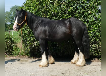 Cob Irlandese / Tinker / Gypsy Vanner, Castrone, 6 Anni, 139 cm, Morello