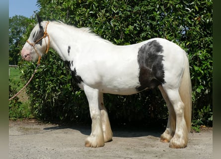 Cob Irlandese / Tinker / Gypsy Vanner, Castrone, 6 Anni, 143 cm, Pezzato