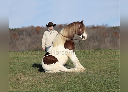 Cob Irlandese / Tinker / Gypsy Vanner, Castrone, 6 Anni, Sauro scuro