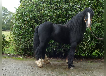 Cob Irlandese / Tinker / Gypsy Vanner, Castrone, 7 Anni, 128 cm, Morello