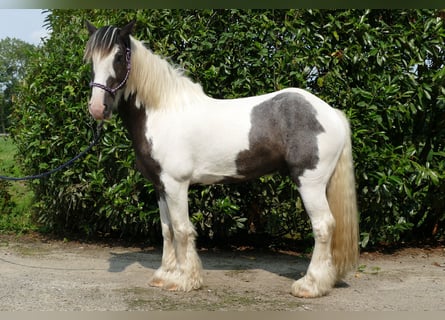 Cob Irlandese / Tinker / Gypsy Vanner, Castrone, 7 Anni, 147 cm, Pezzato