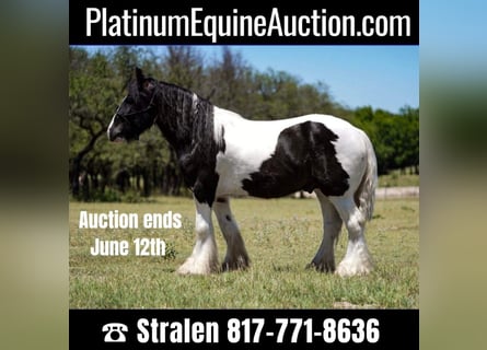 Cob Irlandese / Tinker / Gypsy Vanner, Castrone, 7 Anni, 150 cm, Tobiano-tutti i colori