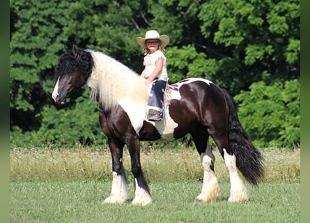 Cob Irlandese / Tinker / Gypsy Vanner, Castrone, 7 Anni, 152 cm, Tobiano-tutti i colori