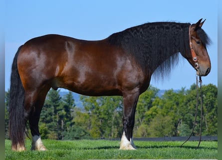 Cob Irlandese / Tinker / Gypsy Vanner, Castrone, 7 Anni, Baio ciliegia