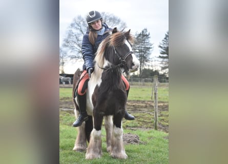 Cob Irlandese / Tinker / Gypsy Vanner, Castrone, 8 Anni, 130 cm, Tobiano-tutti i colori