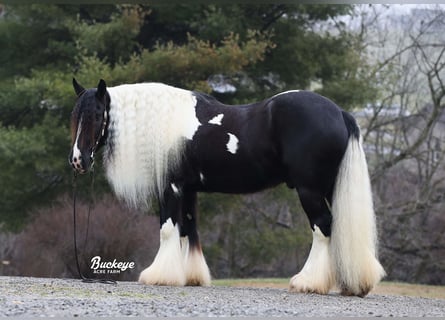 Cob Irlandese / Tinker / Gypsy Vanner, Castrone, 8 Anni, Tobiano-tutti i colori