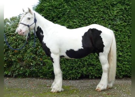 Cob Irlandese / Tinker / Gypsy Vanner, Castrone, 9 Anni, 128 cm, Pezzato