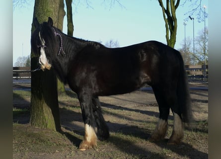 Cob Irlandese / Tinker / Gypsy Vanner, Castrone, 9 Anni, 136 cm, Morello