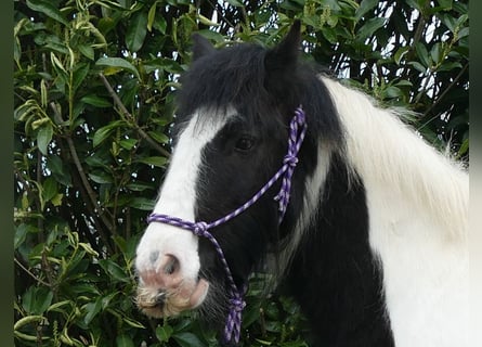 Cob Irlandese / Tinker / Gypsy Vanner, Castrone, 9 Anni, 138 cm, Pezzato