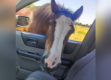 Cob Irlandese / Tinker / Gypsy Vanner, Castrone, 9 Anni, 140 cm, Baio scuro