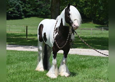 Cob Irlandese / Tinker / Gypsy Vanner, Castrone, 9 Anni, 142 cm, Tobiano-tutti i colori