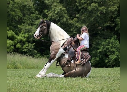 Cob Irlandese / Tinker / Gypsy Vanner, Castrone, 9 Anni, 150 cm, Grullo