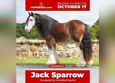 Cob Irlandese / Tinker / Gypsy Vanner, Castrone, 9 Anni
