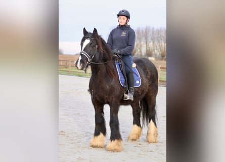 Cob Irlandese / Tinker / Gypsy Vanner, Giumenta, 10 Anni, 155 cm, Morello