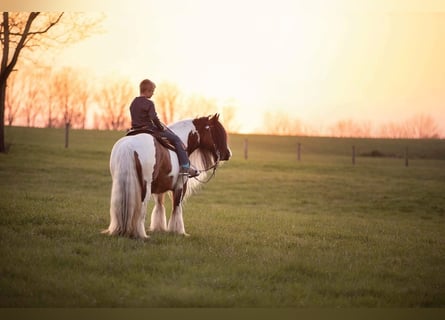 Cob Irlandese / Tinker / Gypsy Vanner, Giumenta, 12 Anni, 132 cm, Tobiano-tutti i colori