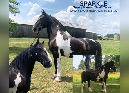 Cob Irlandese / Tinker / Gypsy Vanner, Giumenta, 12 Anni, 152 cm, Tobiano-tutti i colori