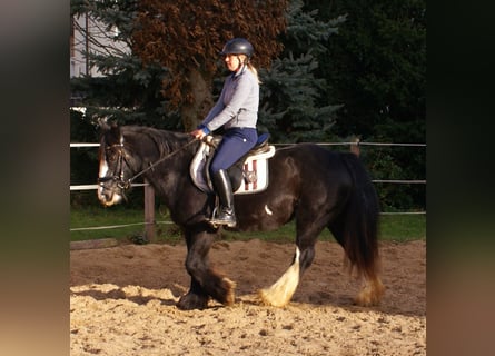 Cob Irlandese / Tinker / Gypsy Vanner, Giumenta, 13 Anni, 142 cm, Morello