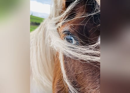 Cob Irlandese / Tinker / Gypsy Vanner Mix, Giumenta, 15 Anni, 133 cm, Pezzato